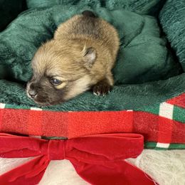 Jingle - Orange sable female Pomeranian puppy in Eden, North Carolina from Whippoorwill Pomeranians