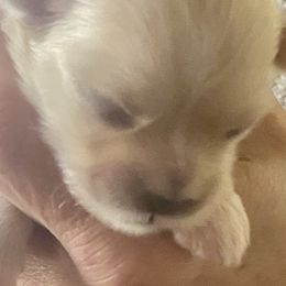 Eric - Cream male Lhasa Apso puppy in Fort Worth, Texas from Cynthia's Lhasa Apsos