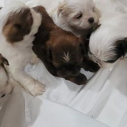 French Bulldogs and Shih Tzus from 901 Fur Babiez