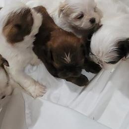 French Bulldogs and Shih Tzus from 901 Fur Babiez
