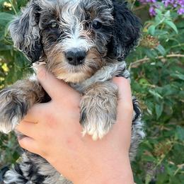 Abigail - Merle female Bernedoodle puppy in Caldwell, Idaho from Treasure Valley Poodles