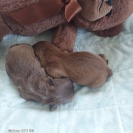 Shih Tzu Puppies from N.F.S.T Imperial ShihTzu Puppies.