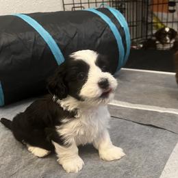 Black and White MALE - Black and white male Havanese puppy in Monahans, Texas from Homeward Havanese, LLC
