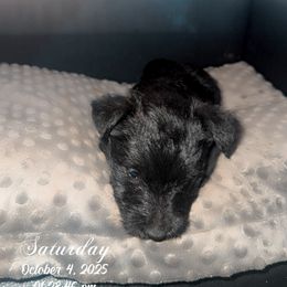 Mabel - Black female Scottish Terrier puppy in Mancelona, Michigan from Stefany Farm of Happiness