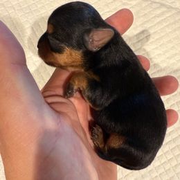 Biscuit - Blue and gold male Yorkshire Terrier puppy in Phoenix, Arizona from De La Cruz Yorkies