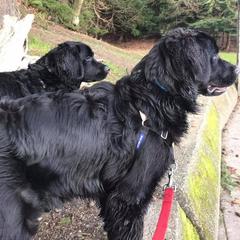 Bernese Mountain Dog, Golden Mountain Dog, and Golden Retriever Puppies from Canyon Meadows Farm