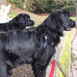 Bernese Mountain Dog, Golden Mountain Dog, and Golden Retriever Puppies from Canyon Meadows Farm
