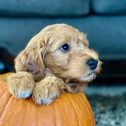 Goldendoodles from Celestial Doodles