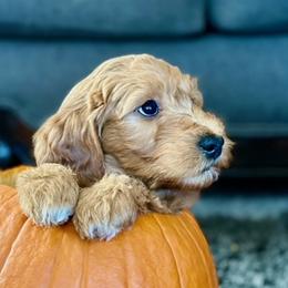 Goldendoodles from Celestial Doodles