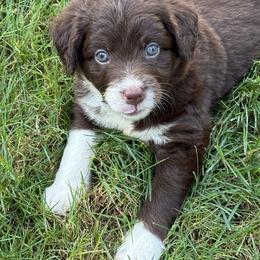Bordoodle Puppies from Borders of Eby Eden