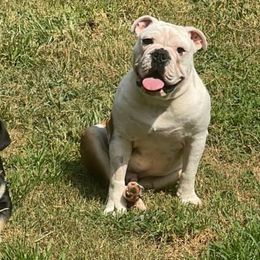 Bulldogs from Shelby's English Bulldogs