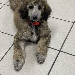 Poodle Puppies from Creek Side Kennels
