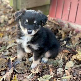 Toy Australian Shepherd Puppies from Kickapoo Creek Toy Aussies