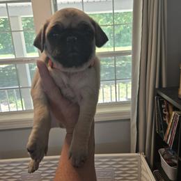 Gizmo - Fawn male Pug puppy in Auburn, Kentucky from Prentice Family Pugs