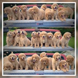 Golden Retrievers from Golden Retrievers of Camelot House