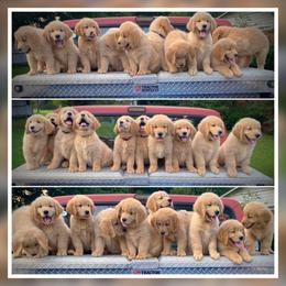 Golden Retrievers from Golden Retrievers of Camelot House