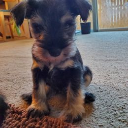 Miniature Schnauzer Puppies from Gerhauzer's Schnauzers