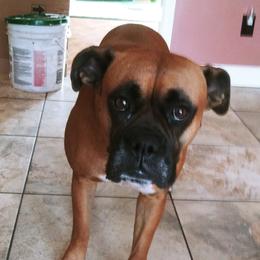 Boxer puppies from Anthony Deak