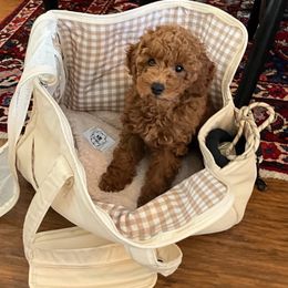 Cavapoo and Poodle Puppies from Klaus Poodles