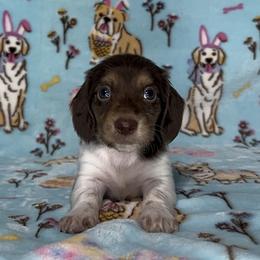 Doc - Piebald male Dachshund puppy in Poteau, Oklahoma from Sisters Dazzling Dachshunds