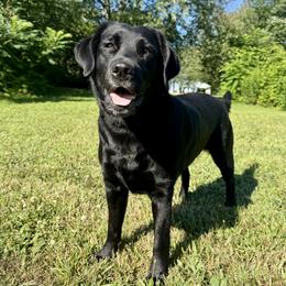 Nyx - Labrador Retriever