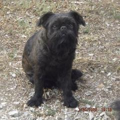 Brussels Griffon All Grown Up from ET's BG's!