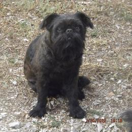 Brussels Griffon All Grown Up from ET's BG's!
