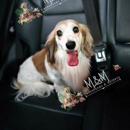 Mia - Dachshund