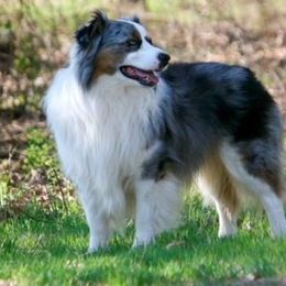 Louie - Miniature American Shepherd
