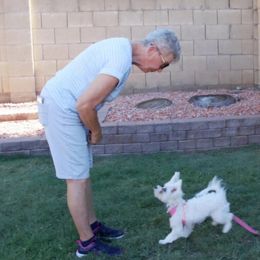 Maltese Puppies from ARIZONA MALTEE GEMS