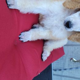 Poodle Puppies from Heavenly Standards Washington