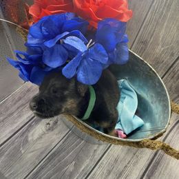 German Shepherd Puppies from Di casa Esperanza