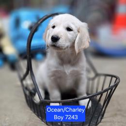 Ocean boy 2 - Light golden male Golden Retriever puppy in Niles, Michigan from Christiana Creek Goldens