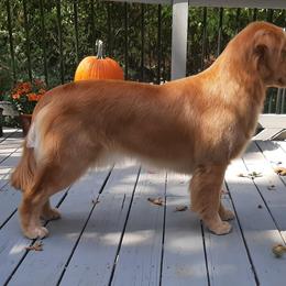 Golden Retriever All Grown Up from Sleepy Grove Goldens