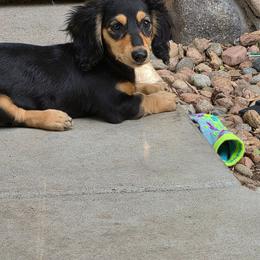 Dallas - Black and cream male Dachshund puppy in Penrose, Colorado from Double Trouble Dachshunds