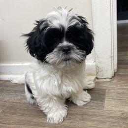 Shih Tzu Puppies from TACG