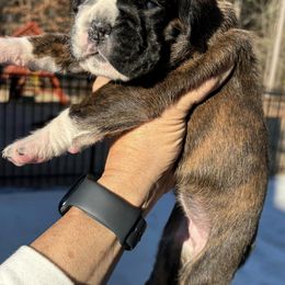 Boxers from Roxy’s Boxers