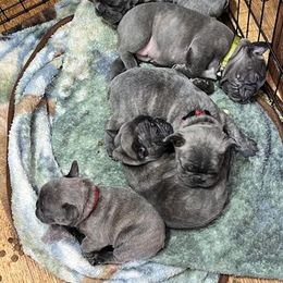 French Bulldogs from Nickels Sweet Home Breeders