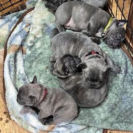 French Bulldogs from Nickels Sweet Home Breeders