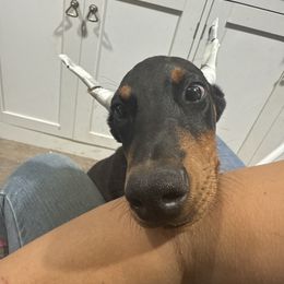 Boy 6 (blue collar) - Black and rust male Doberman Pinscher puppy in Elgin, Texas from New Horizons Kennels