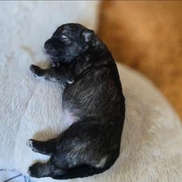 Eclipsa - Black and silver female Keeshond puppy in Logan, Ohio from Hocking Hills Keeshonds