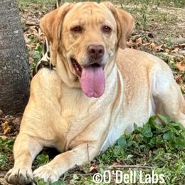 Elcie - Labrador Retriever