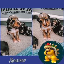 Miniature Australian Shepherd Puppies from Wonderland Aussies