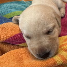 Labrador Retrievers from Malloy's Labrador Retrievers
