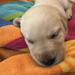 Labrador Retrievers from Malloy's Labrador Retrievers