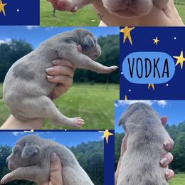 Vodka - Merle female Great Dane puppy in Wellsville, New York from Prophecy Danes