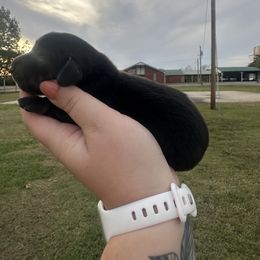 Pine - Black and tan male Dachshund puppy in Mc Alester, Ok, Oklahoma from New Hope Miniature Dachshunds