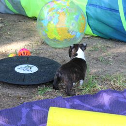 Boston Terrier and Italian Greyhound Puppies from 4Ever Boston Terriers & Italian Greyhounds