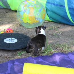 Boston Terrier and Italian Greyhound Puppies from 4Ever Boston Terriers & Italian Greyhounds