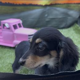 Black and Cream Longhair Female - Black and cream female Dachshund puppy in Killeen, Texas from Southern Dachshunds